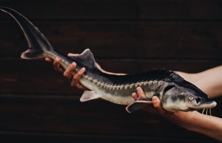 рыболовный клуб «Золотой Сазан» 