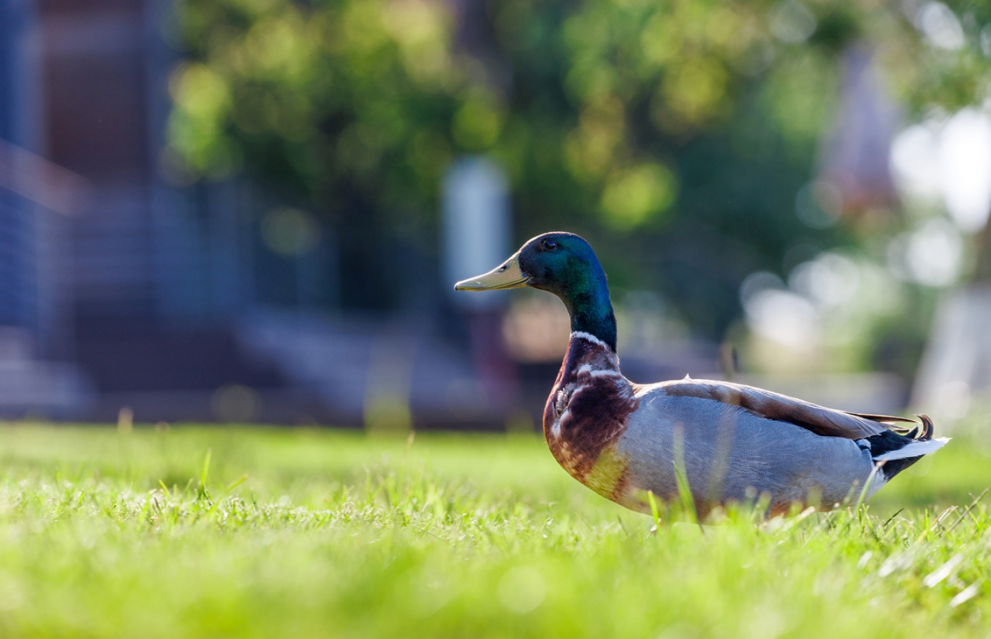 Бердвотчинг