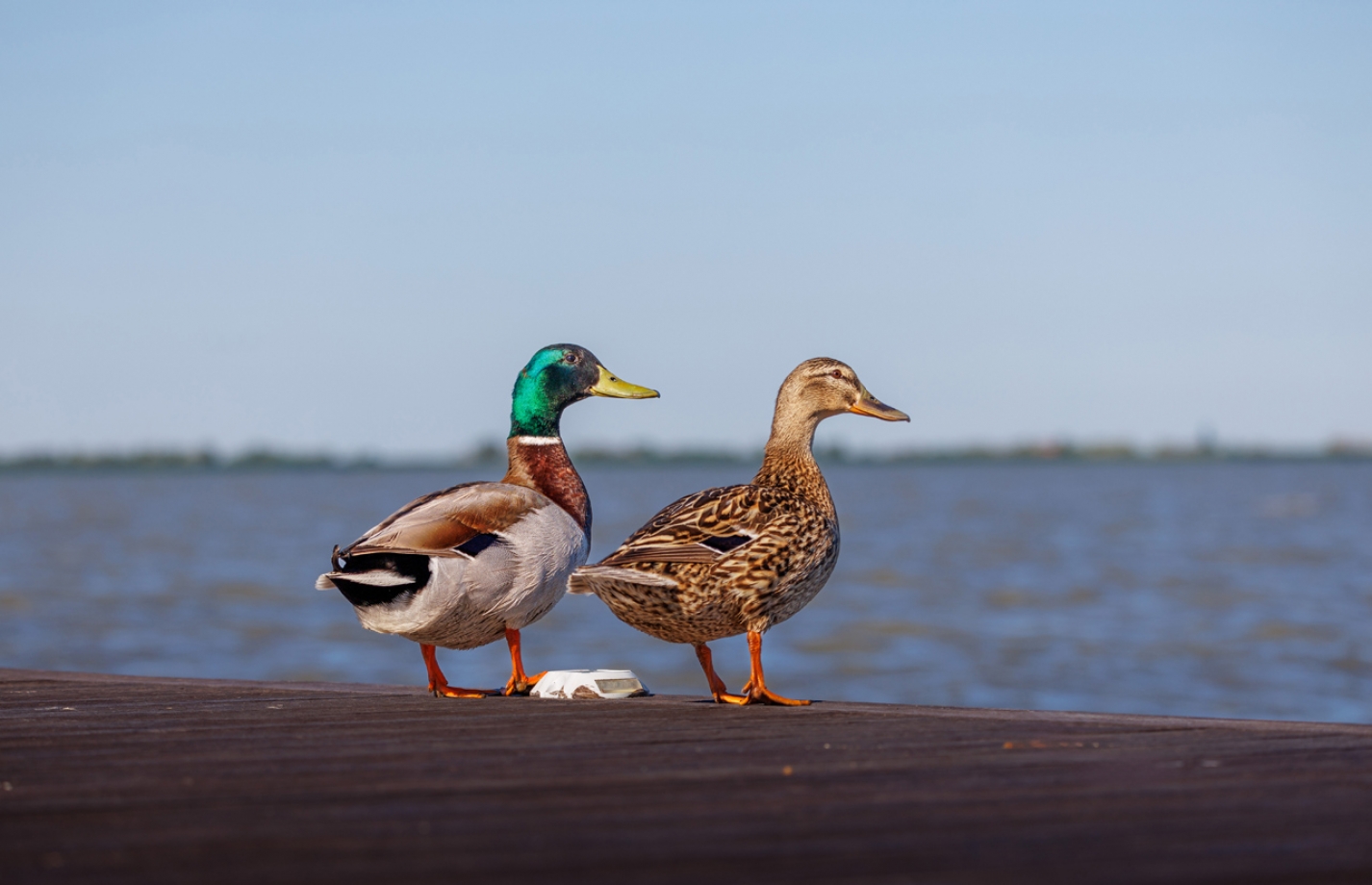 Бердвотчинг