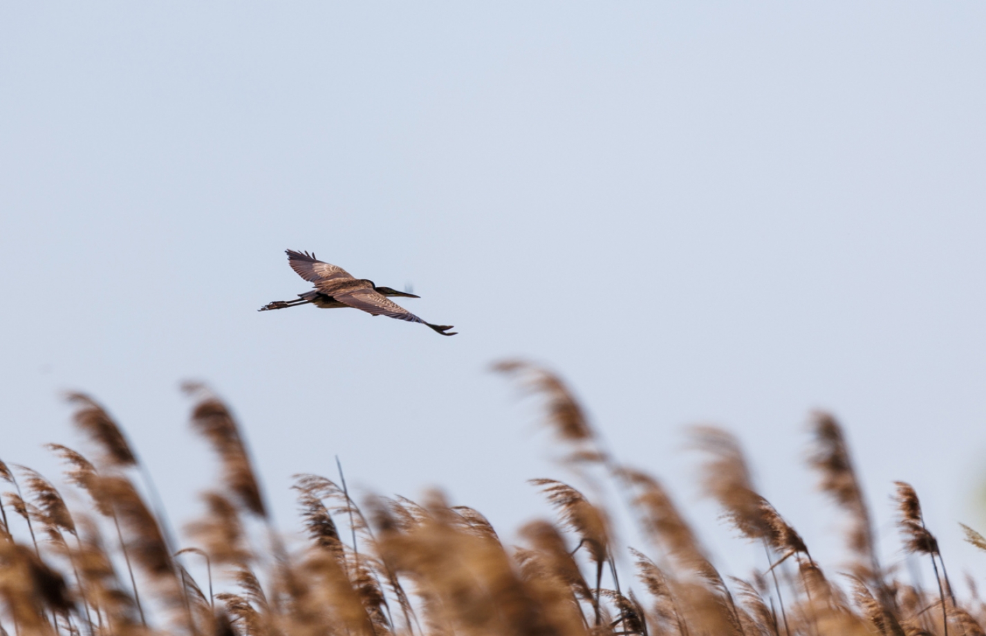 Бердвотчинг