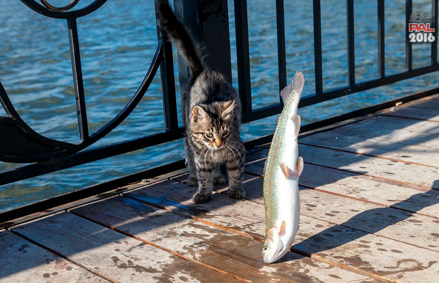 РЫБАЛКА В FISHERIX